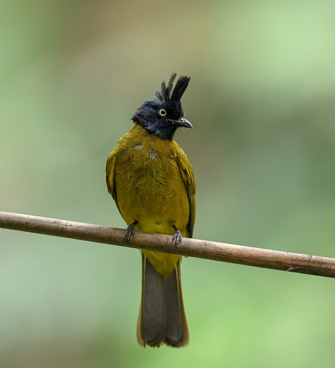 Black-crested Bulbul - ML642099981