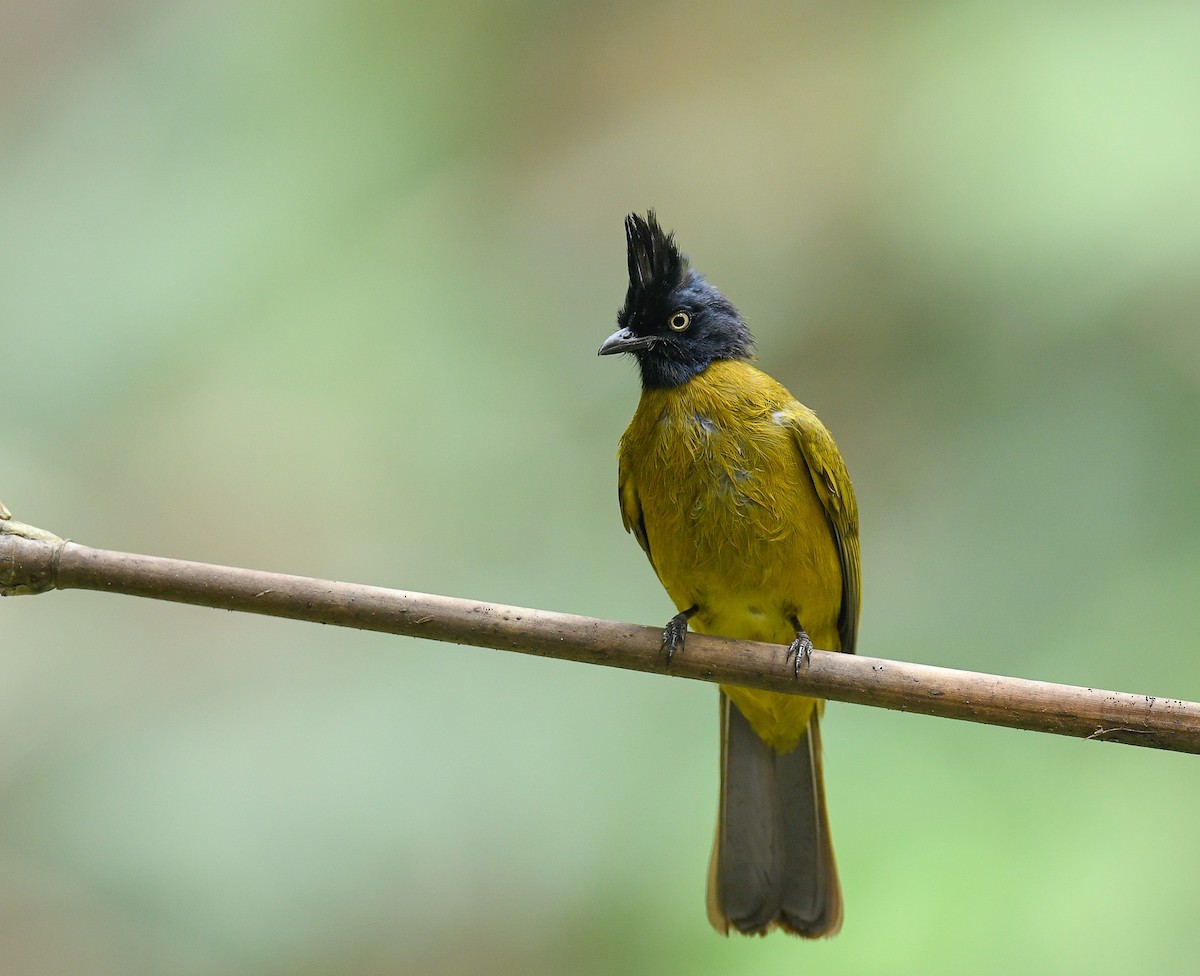 Black-crested Bulbul - ML642099982