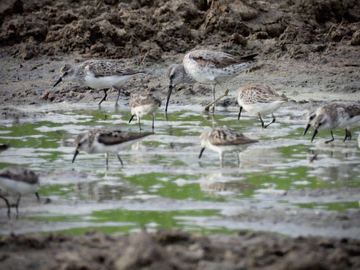 styltesnipe - ML642099983