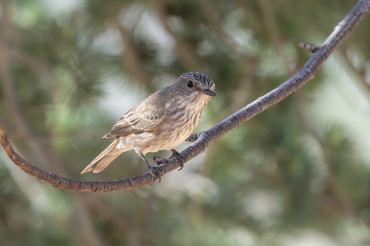 Spotted Flycatcher - ML642099984