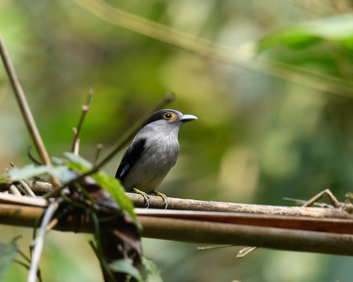 Gray-lored Broadbill - ML642099985