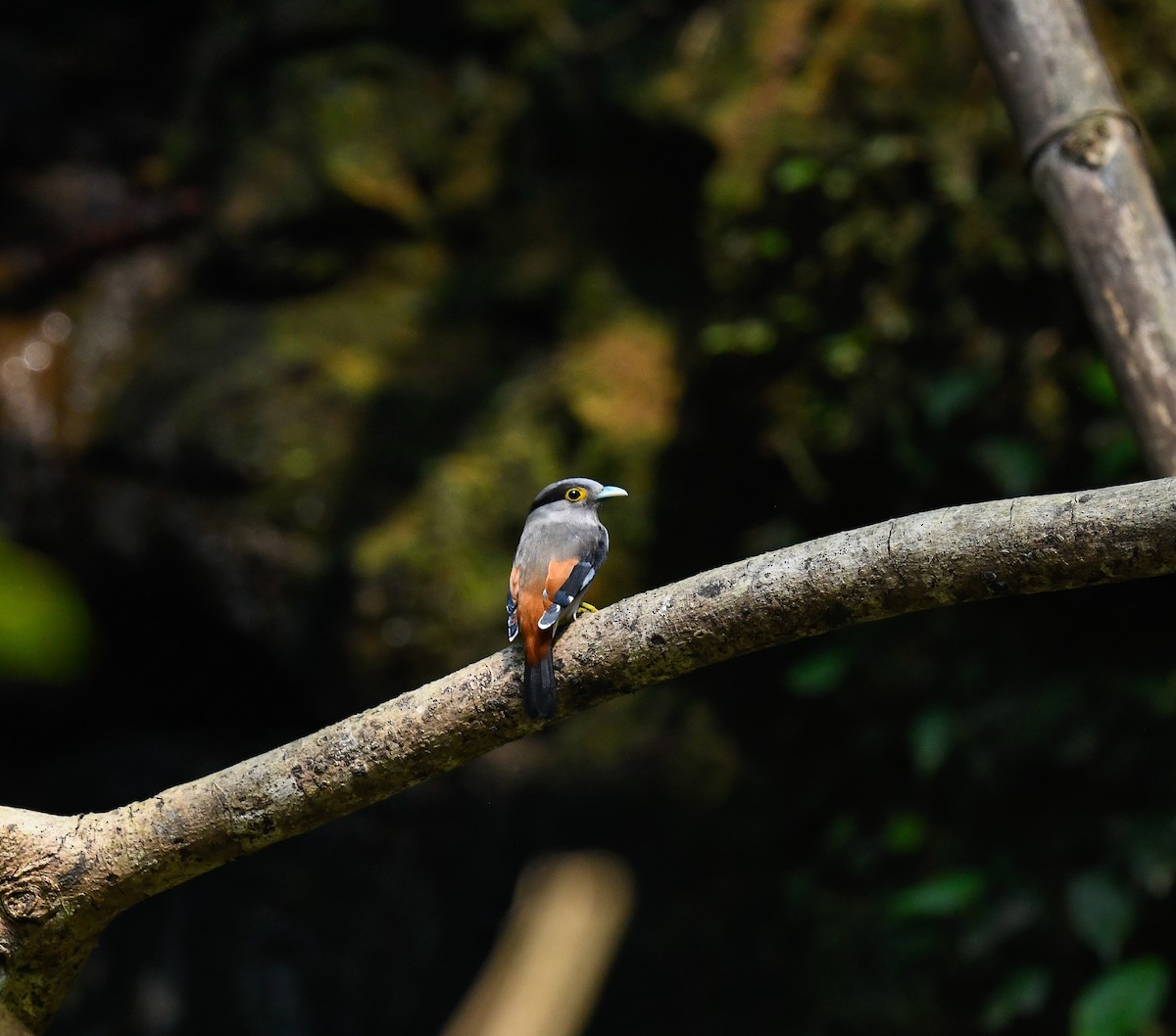 Gray-lored Broadbill - ML642099986