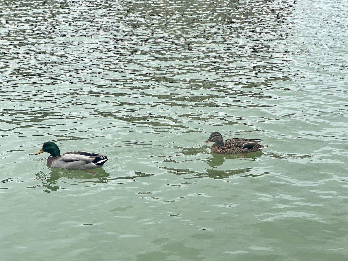 Mallard - ML642099987