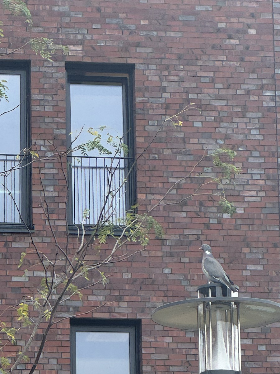 Common Wood-Pigeon - ML642100005