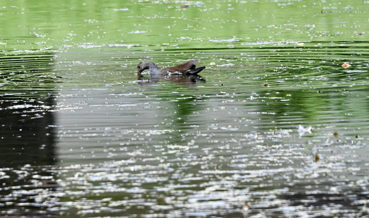 Common Gallinule - ML642100025