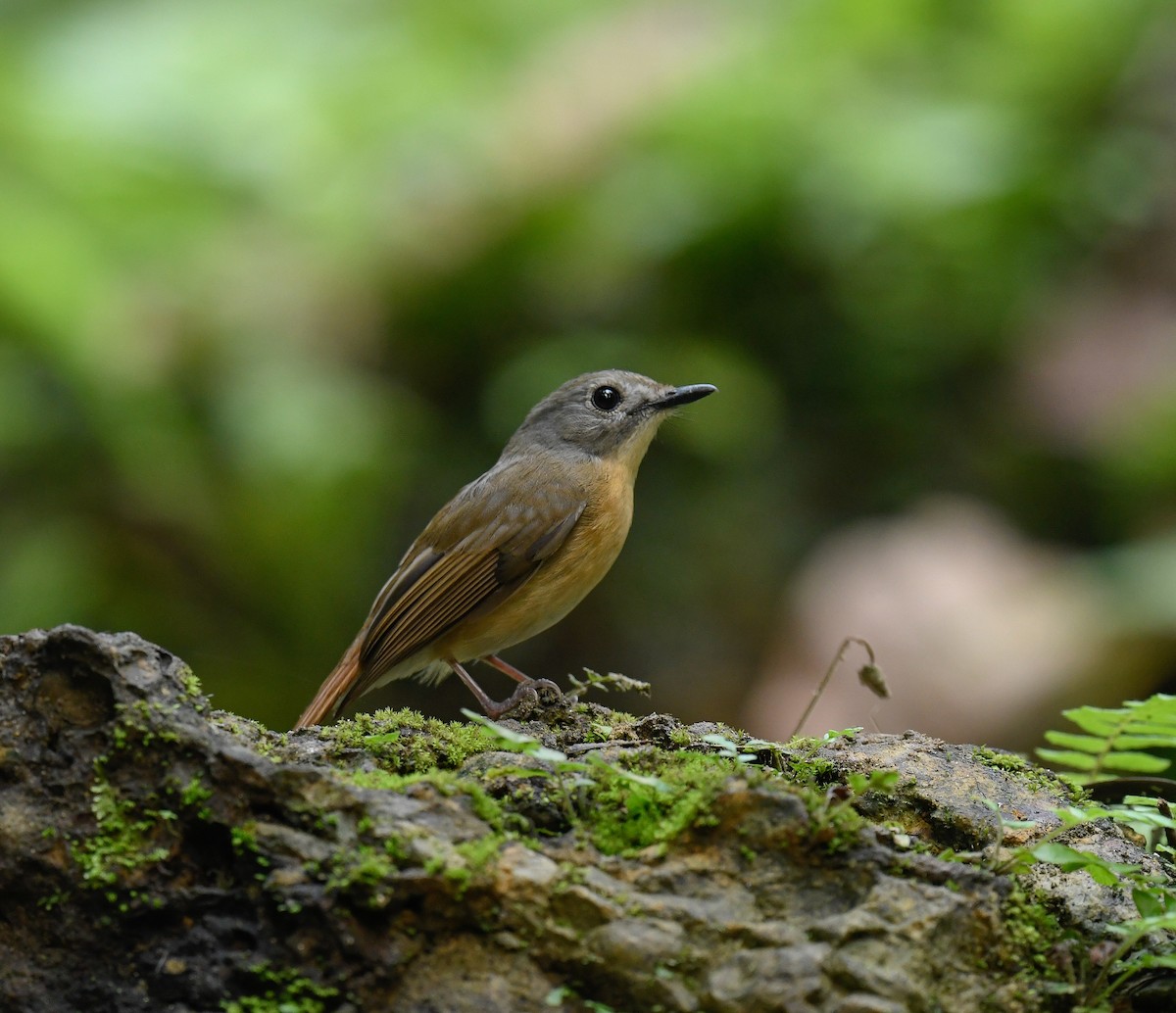 Pale-chinned Flycatcher - ML642100026