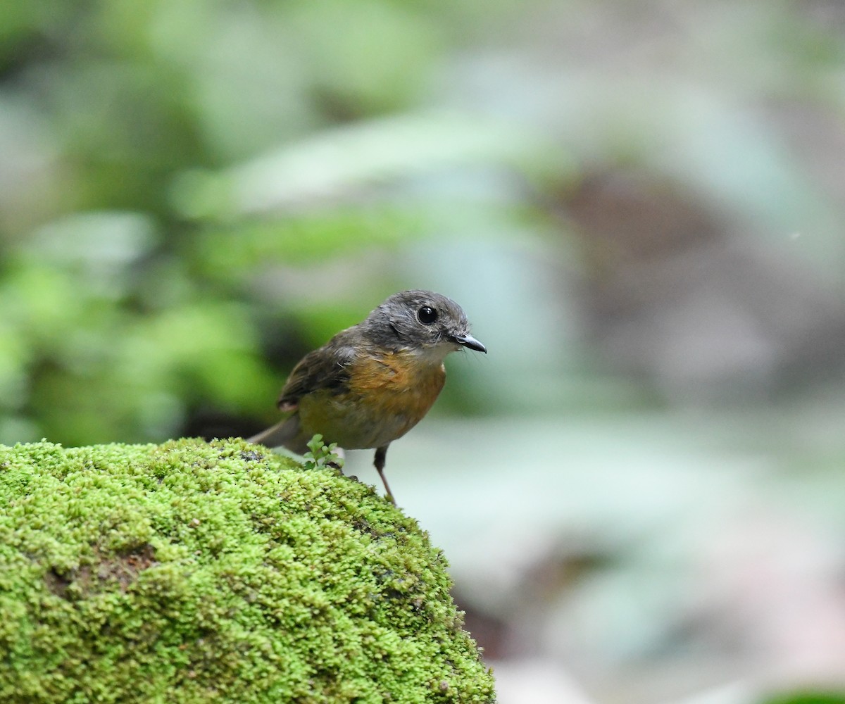 Pale-chinned Flycatcher - ML642100027