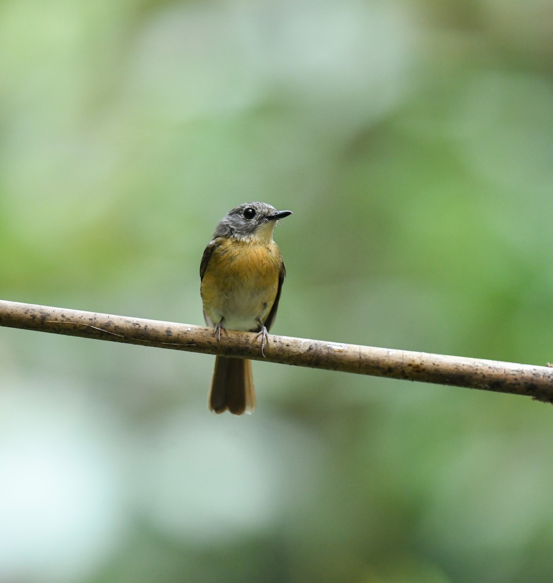 Pale-chinned Flycatcher - ML642100028