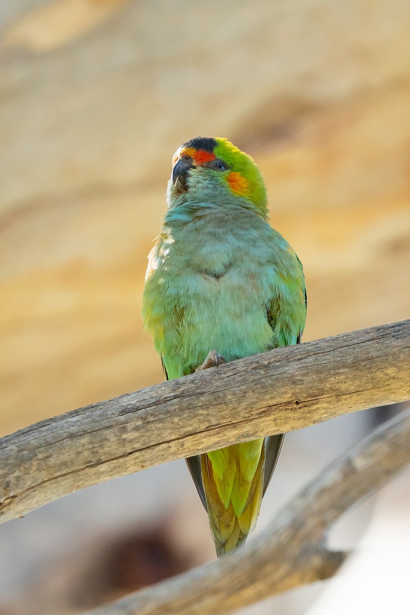 Purple-crowned Lorikeet - ML642100030