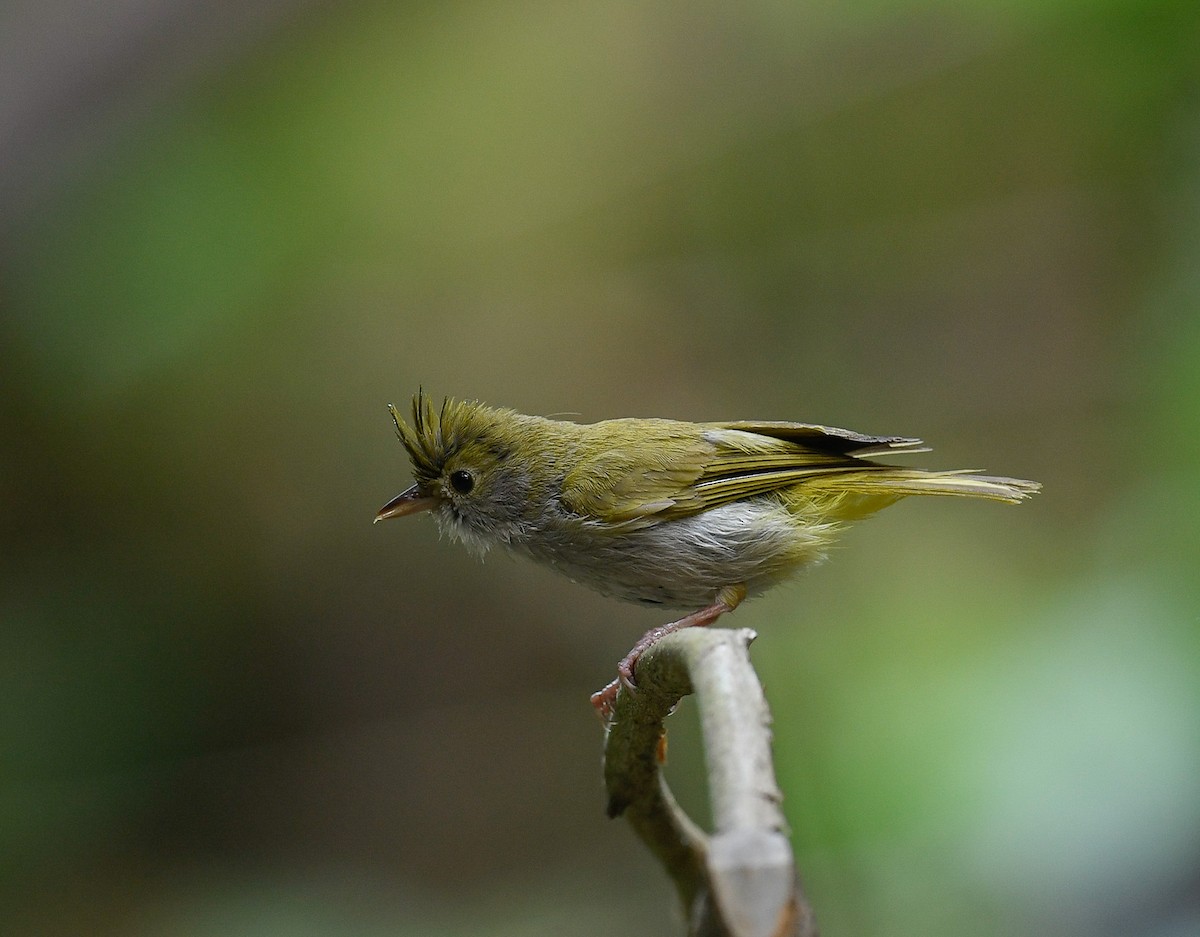 White-bellied Erpornis - ML642100033