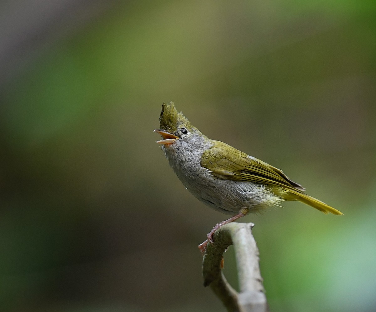 White-bellied Erpornis - ML642100034