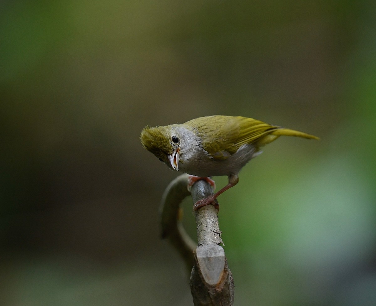 White-bellied Erpornis - ML642100035