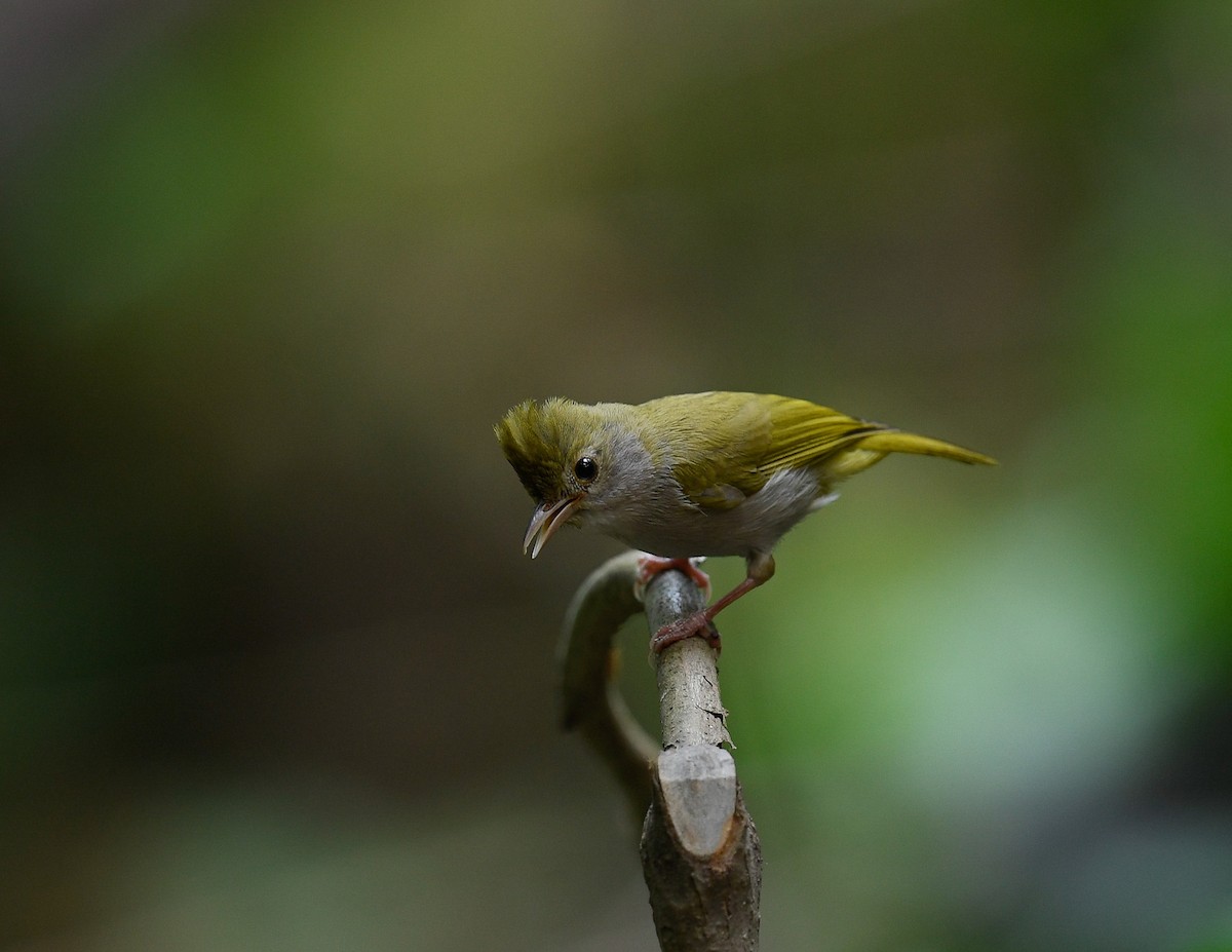 White-bellied Erpornis - ML642100036