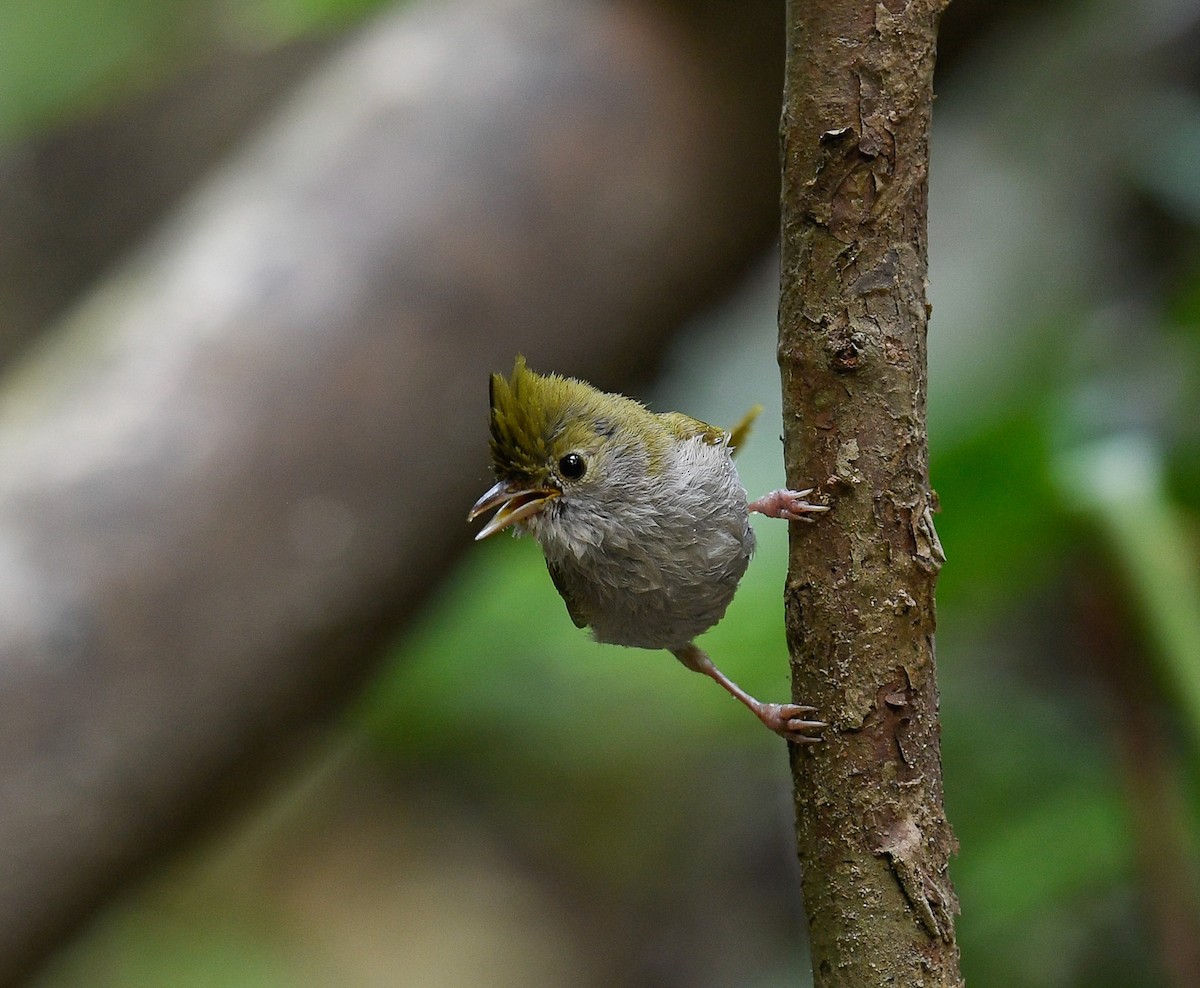 White-bellied Erpornis - ML642100037