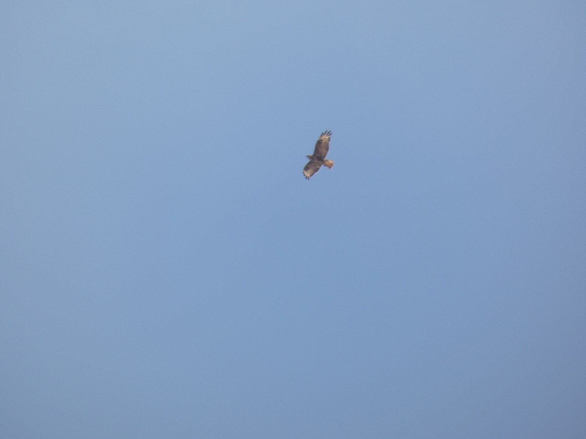 Buse variable - ML642100040