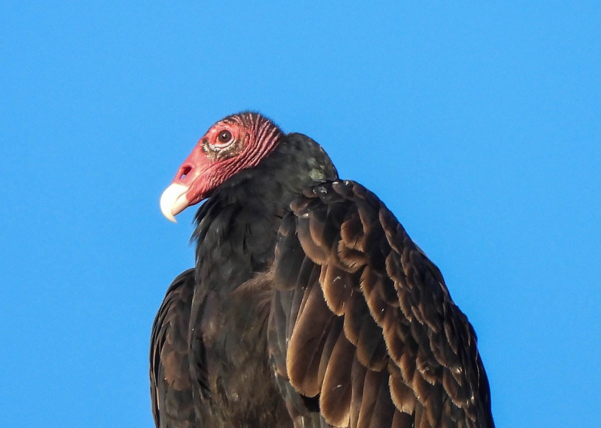Turkey Vulture - ML642100051