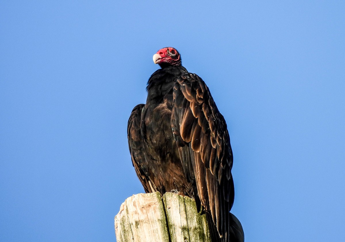 Turkey Vulture - ML642100052