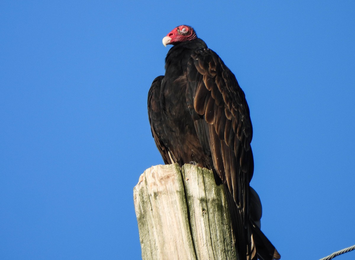 Turkey Vulture - ML642100053