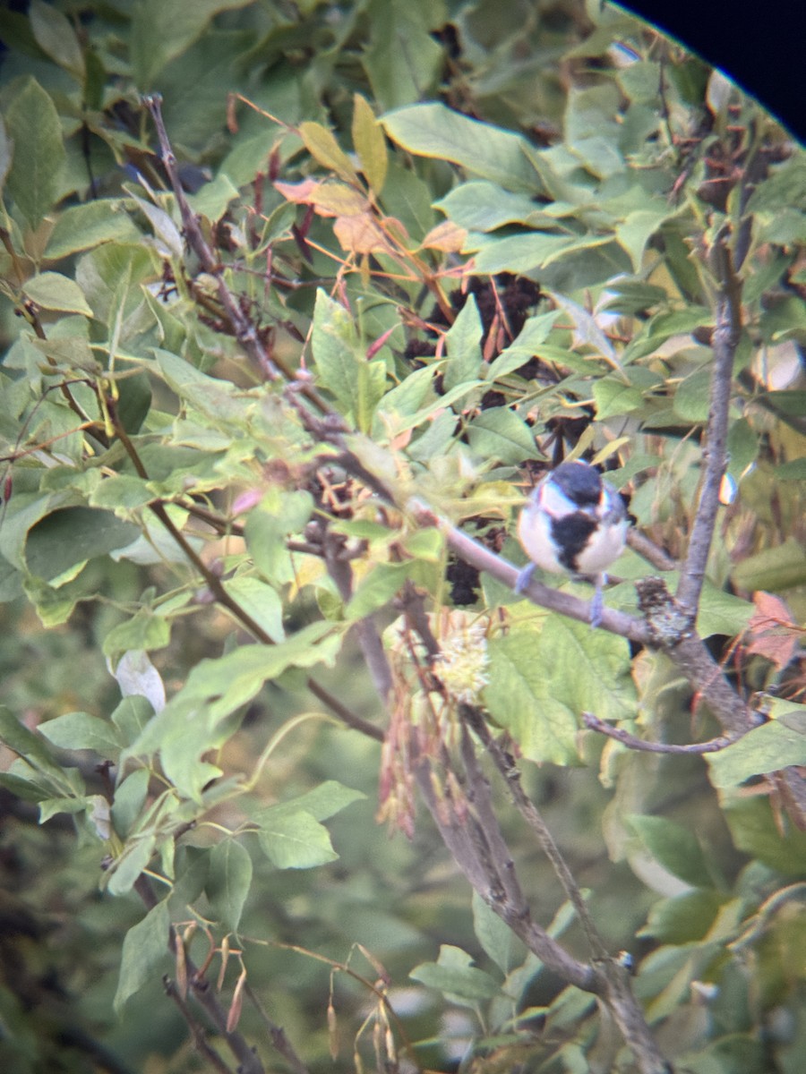 Great Tit - ML642100055