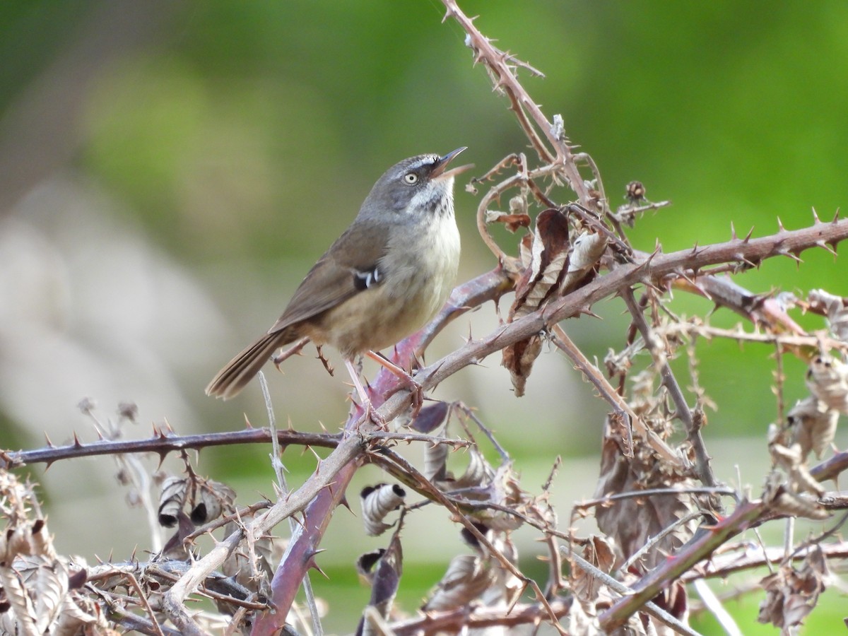 White-browed Scrubwren - ML642100056