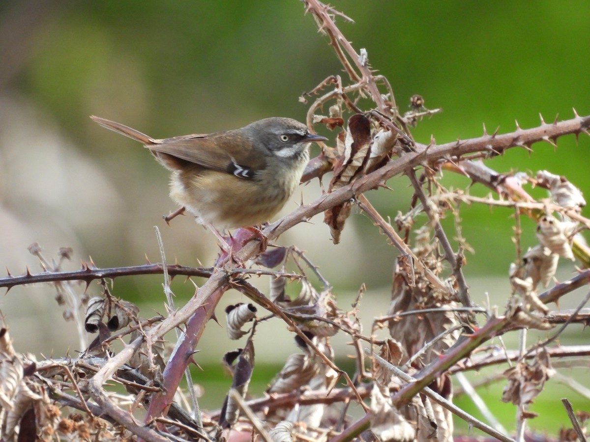 White-browed Scrubwren - ML642100059