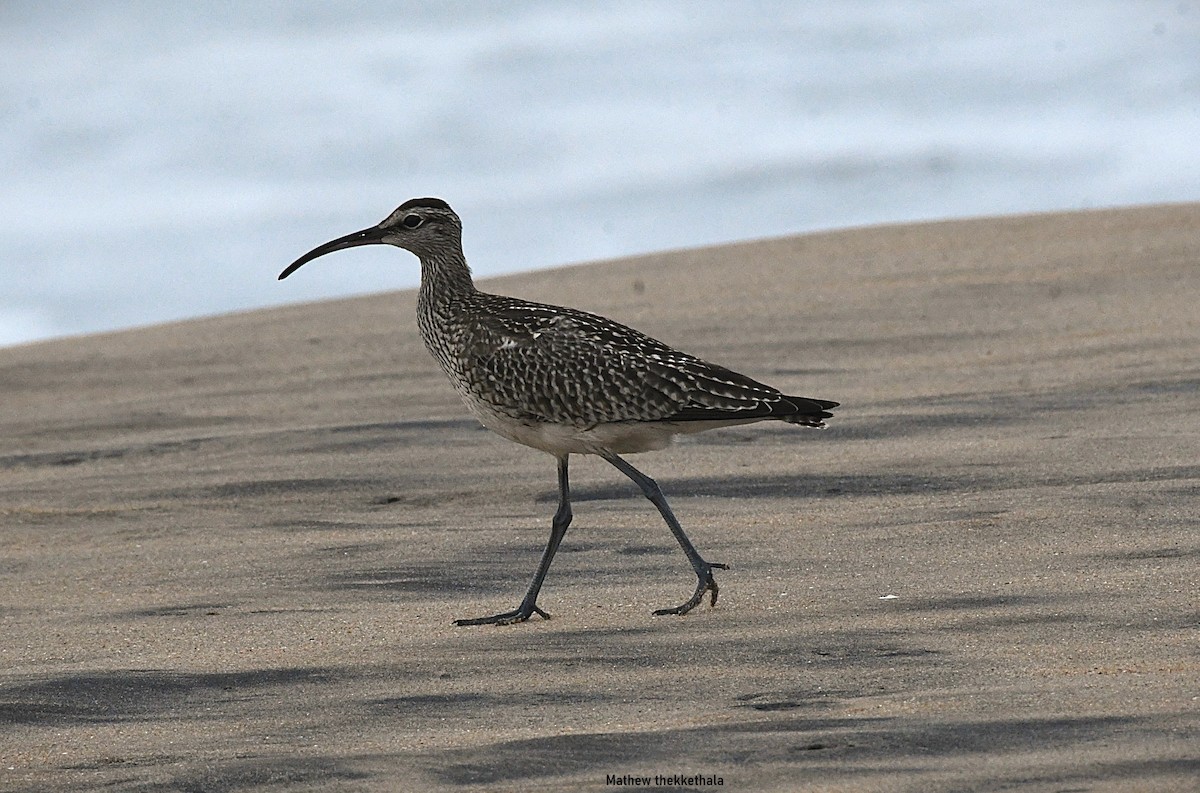 Whimbrel - ML642100069
