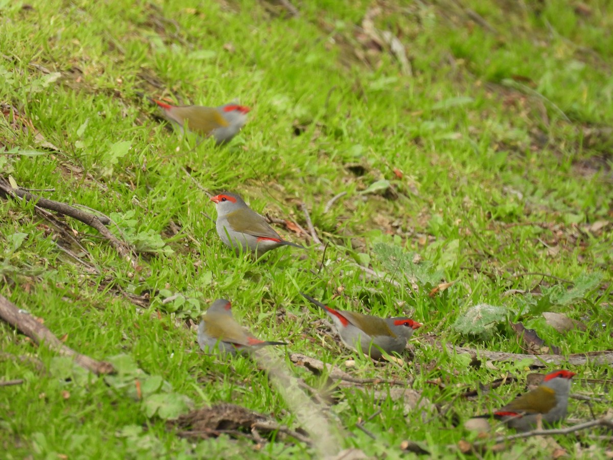Red-browed Firetail - ML642100070