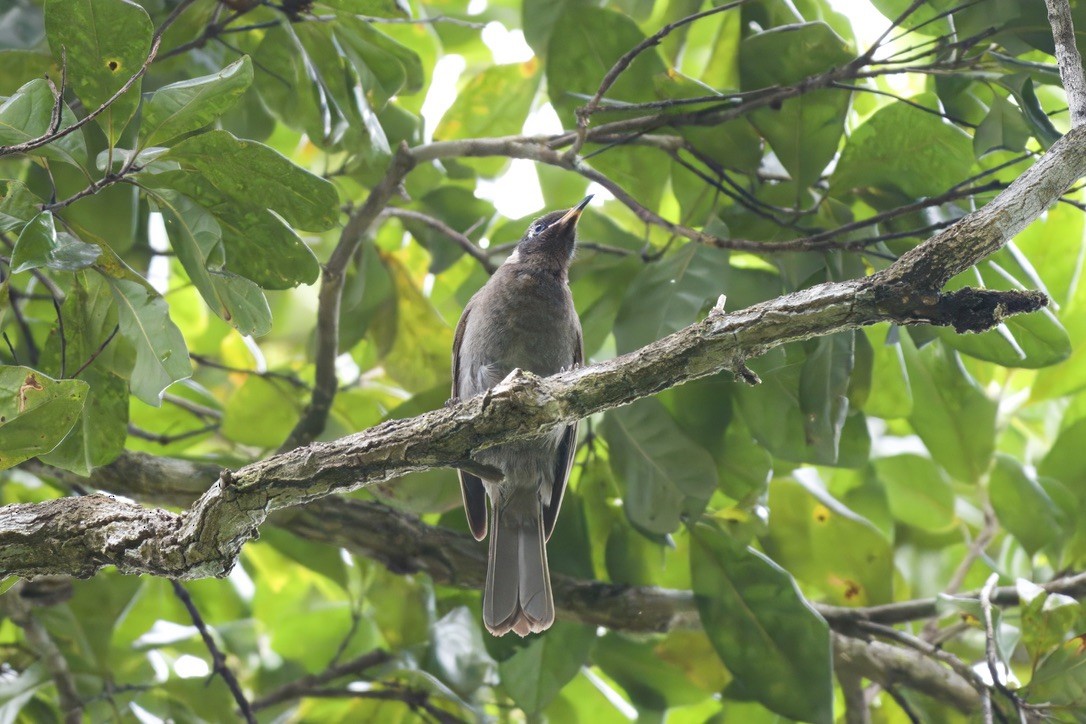 Bridled Honeyeater - ML642100071