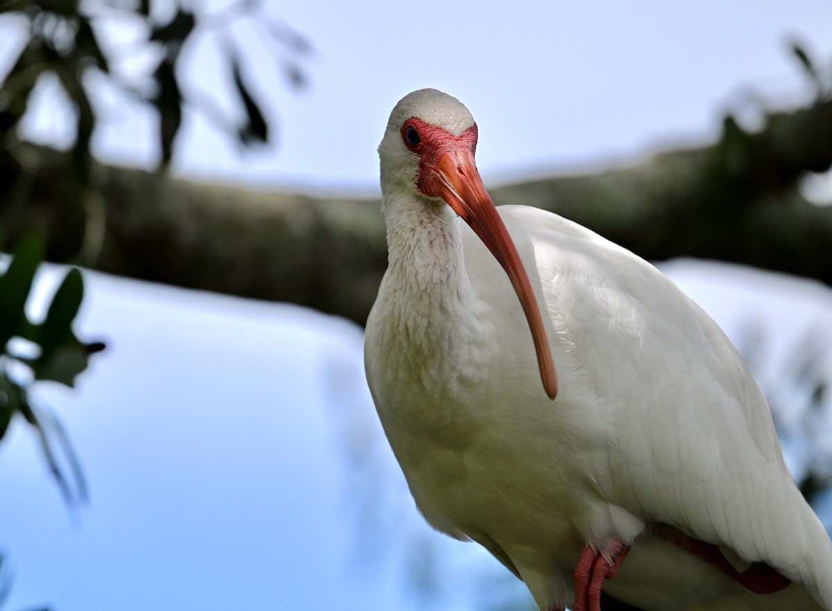 White Ibis - ML642100073