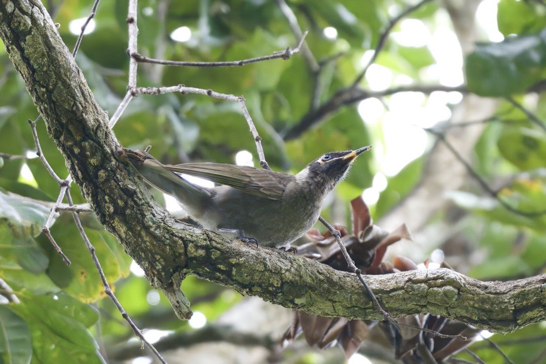Bridled Honeyeater - ML642100074