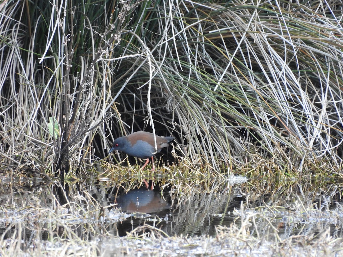 Spotless Crake - ML642100078