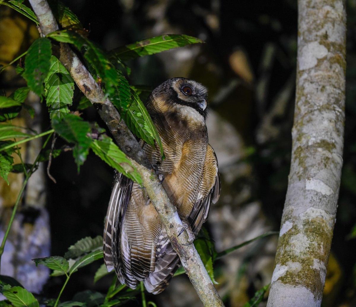 Brown Wood-Owl - ML642100081