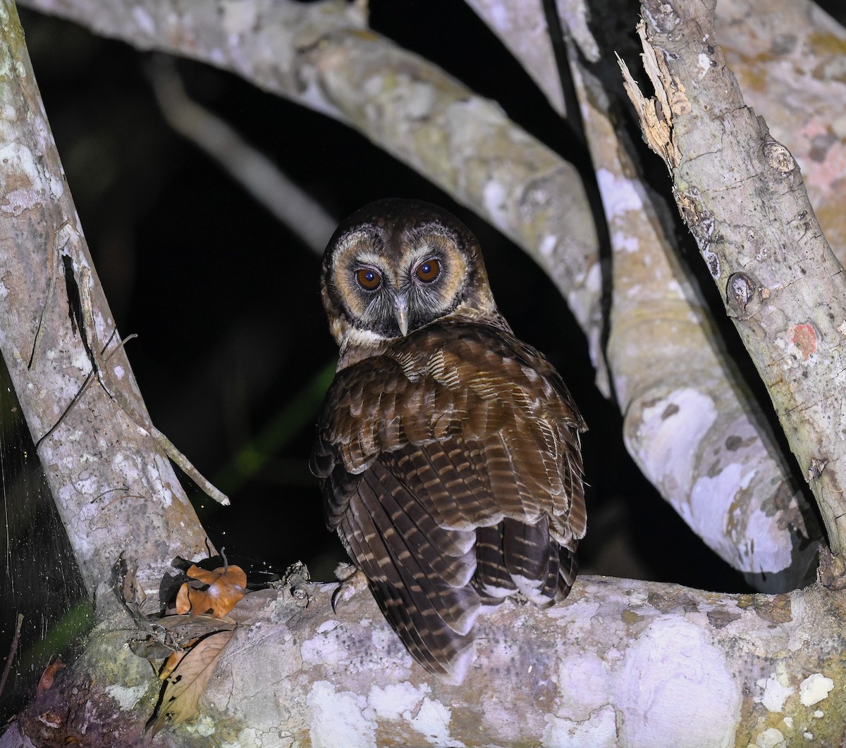 Brown Wood-Owl - ML642100082