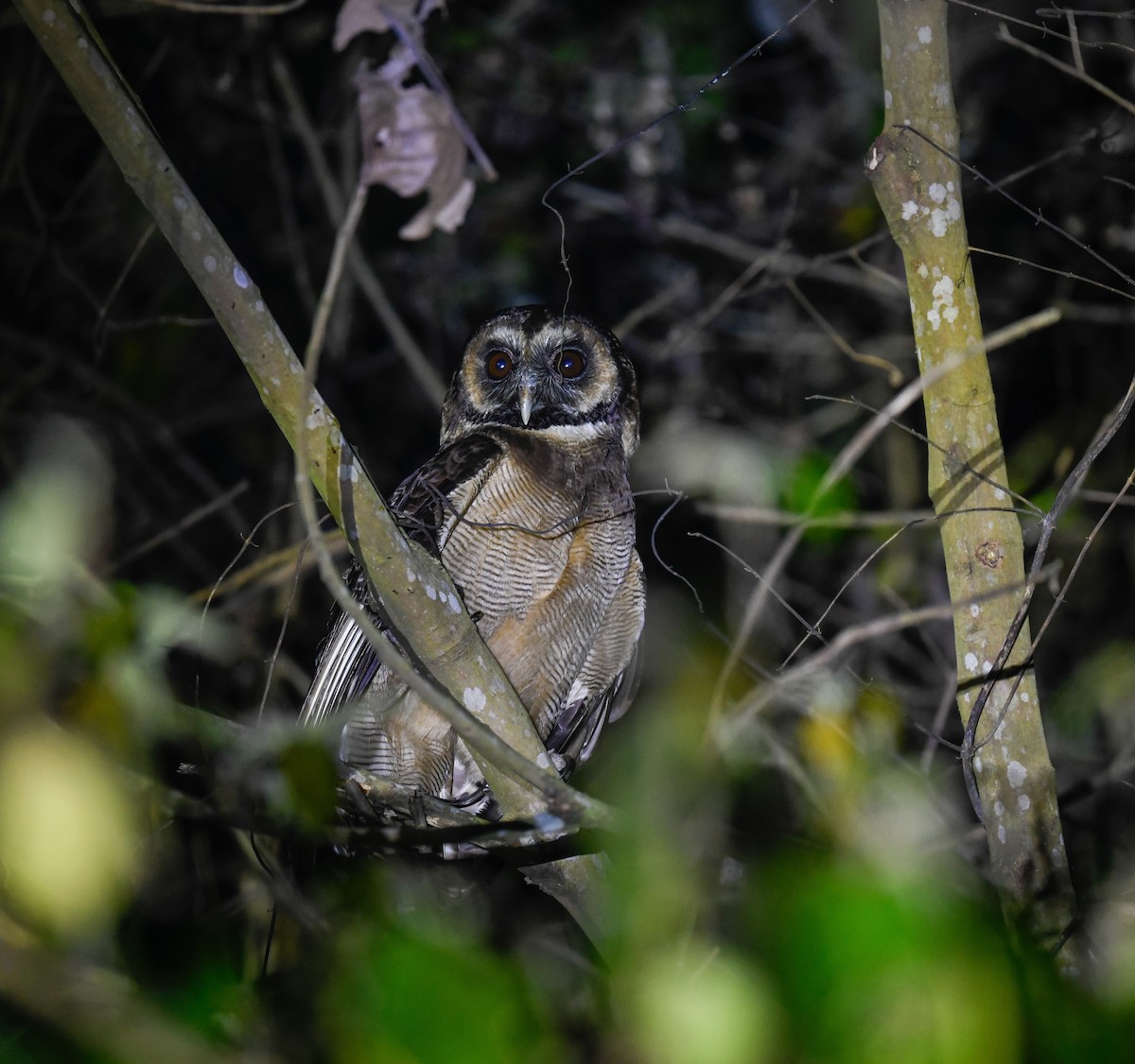 Brown Wood-Owl - ML642100083