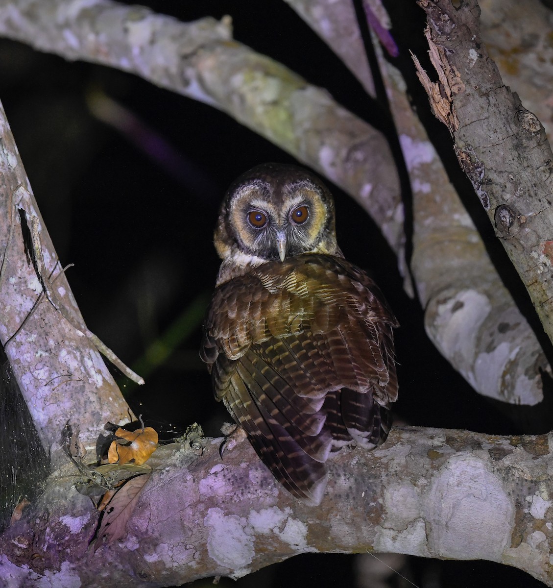 Brown Wood-Owl - ML642100084