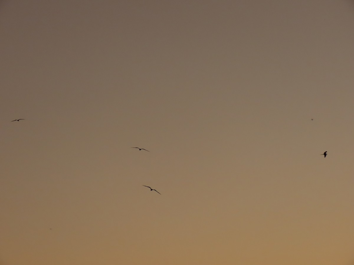Magnificent Frigatebird - ML642100085