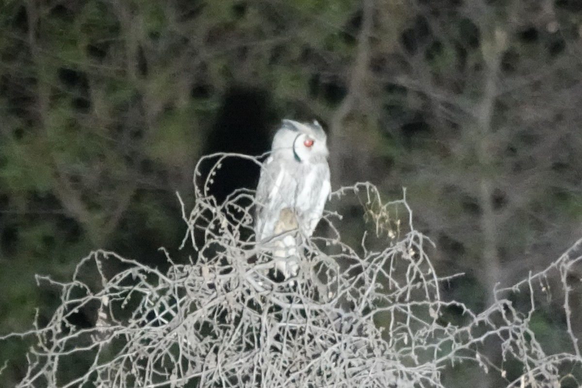 Southern White-faced Owl - ML642100089