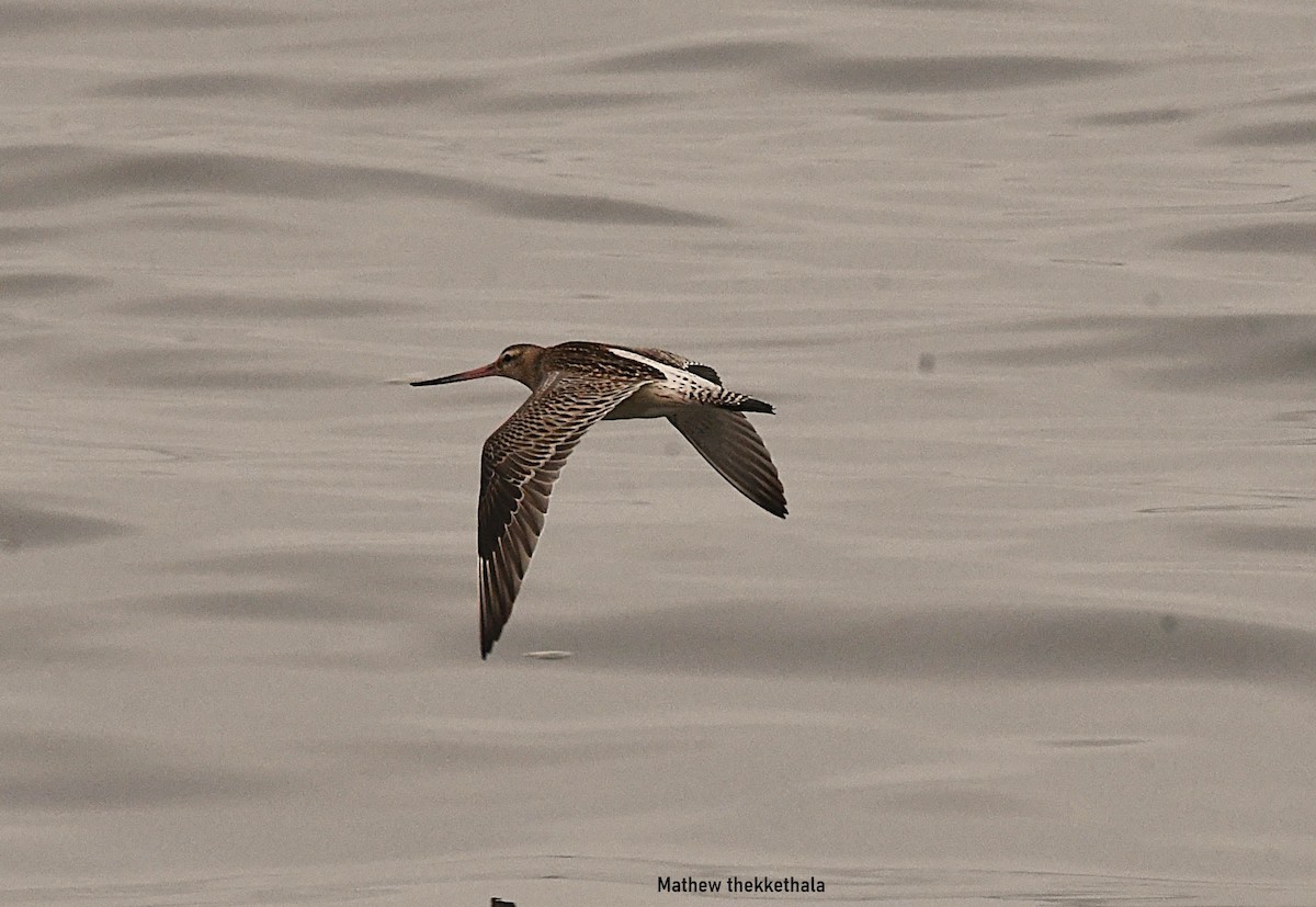 Bar-tailed Godwit - ML642100090