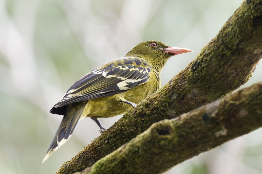 Green Oriole - ML642100092