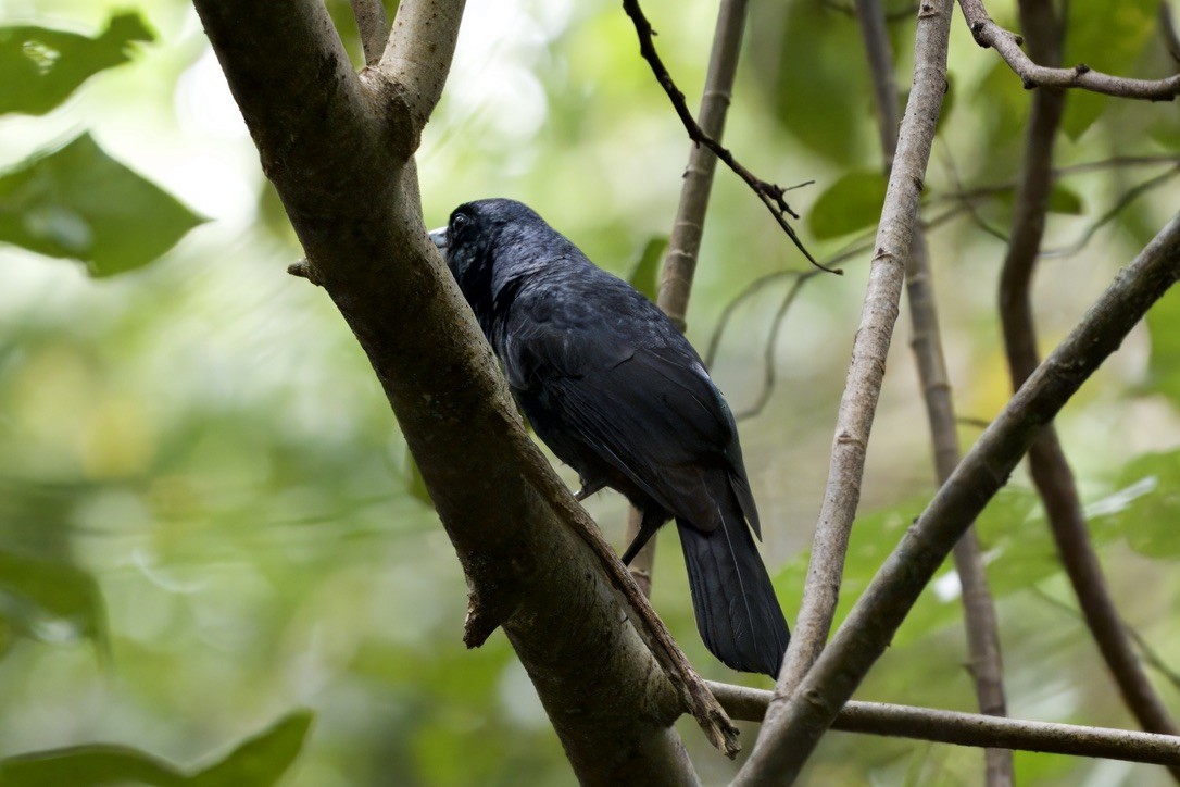 Black Butcherbird - ML642100094
