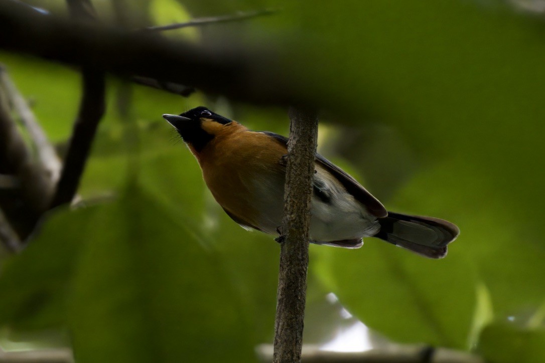 Australian Spectacled Monarch - ML642100101