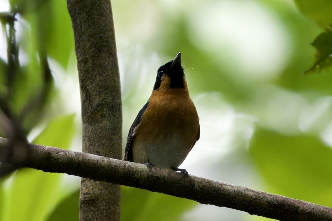 Australian Spectacled Monarch - ML642100105