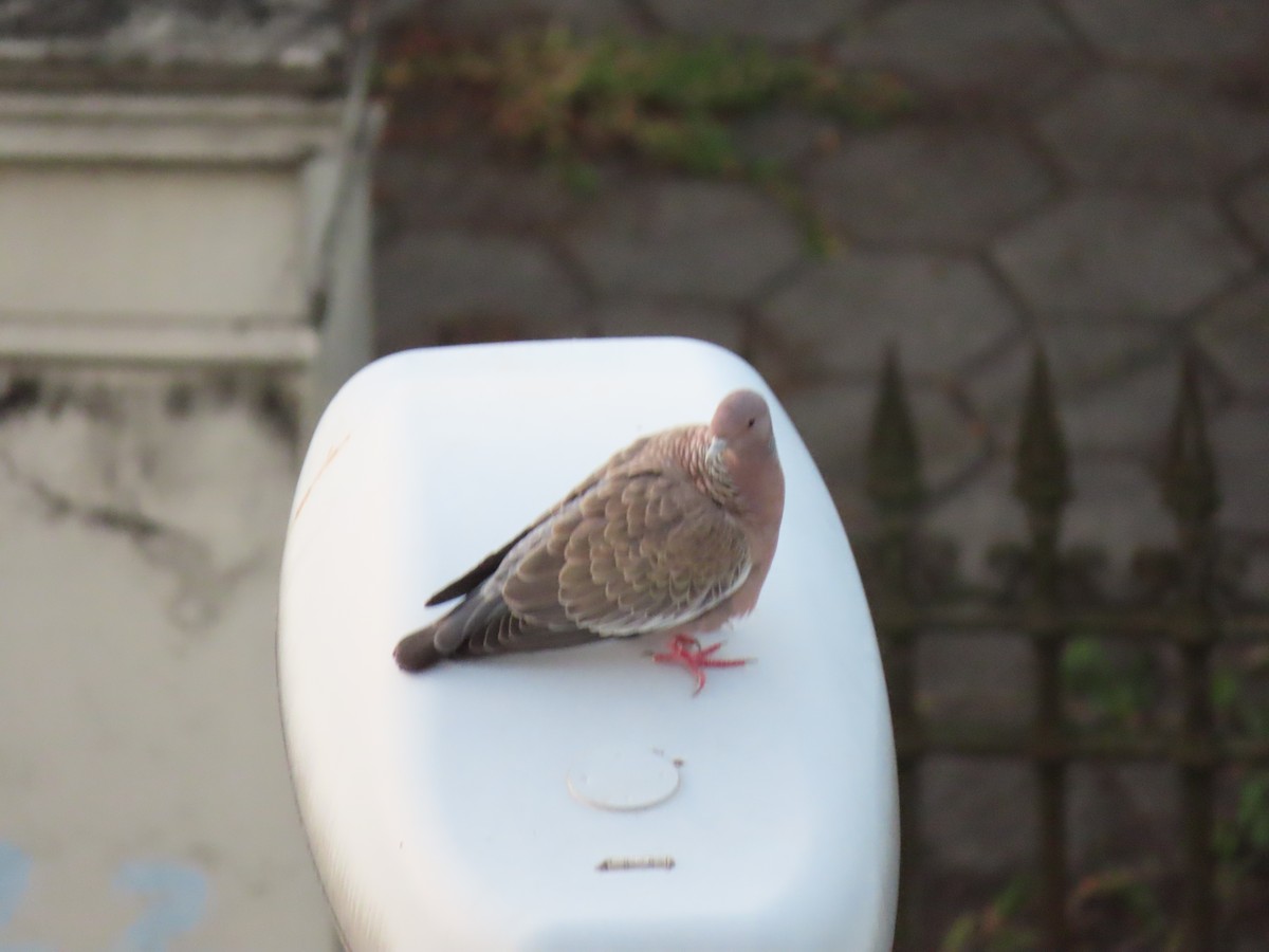 Picazuro Pigeon - ML642100107