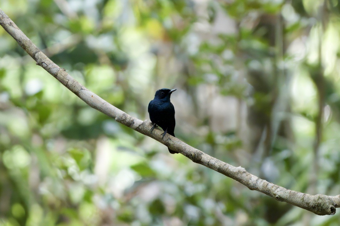 Shining Flycatcher - ML642100108