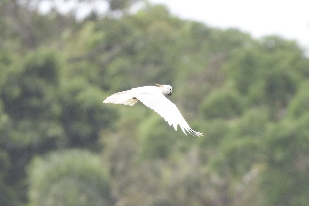 Sulphur-crested Cockatoo - ML642100114