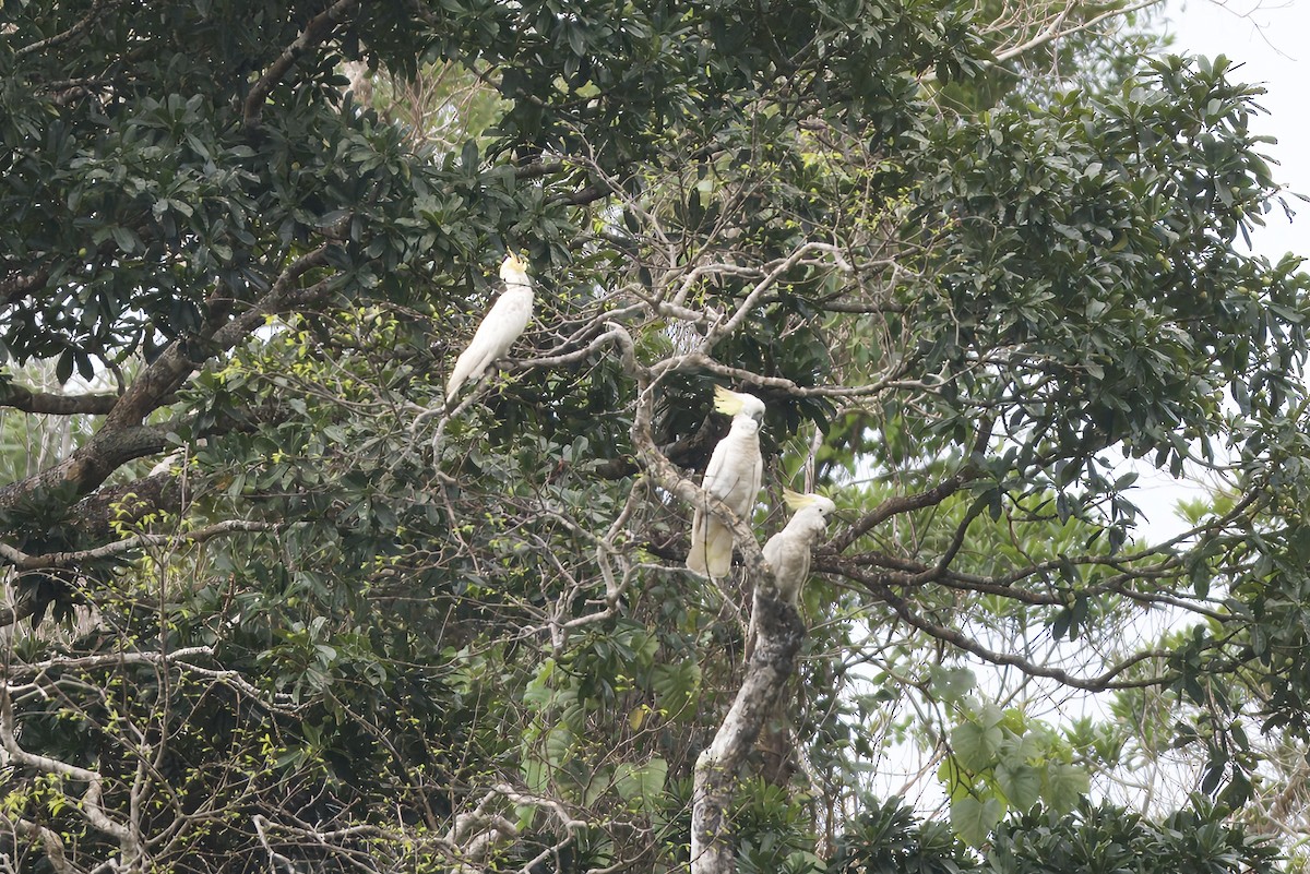 Sulphur-crested Cockatoo - ML642100115