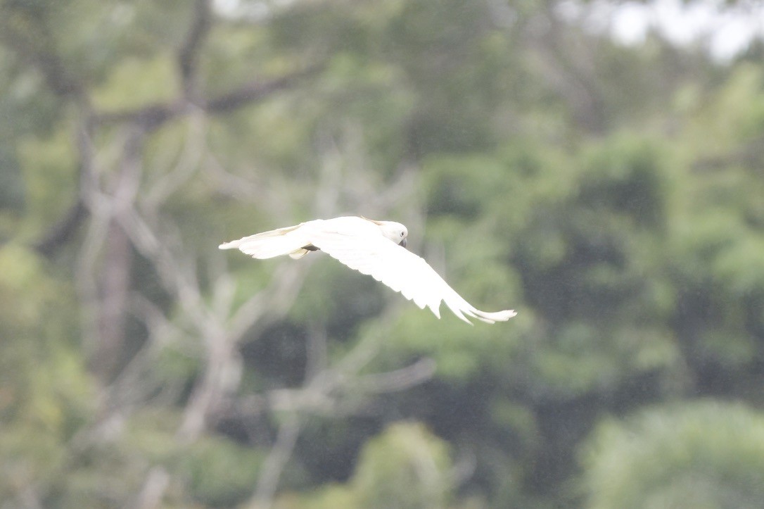 Sulphur-crested Cockatoo - ML642100116