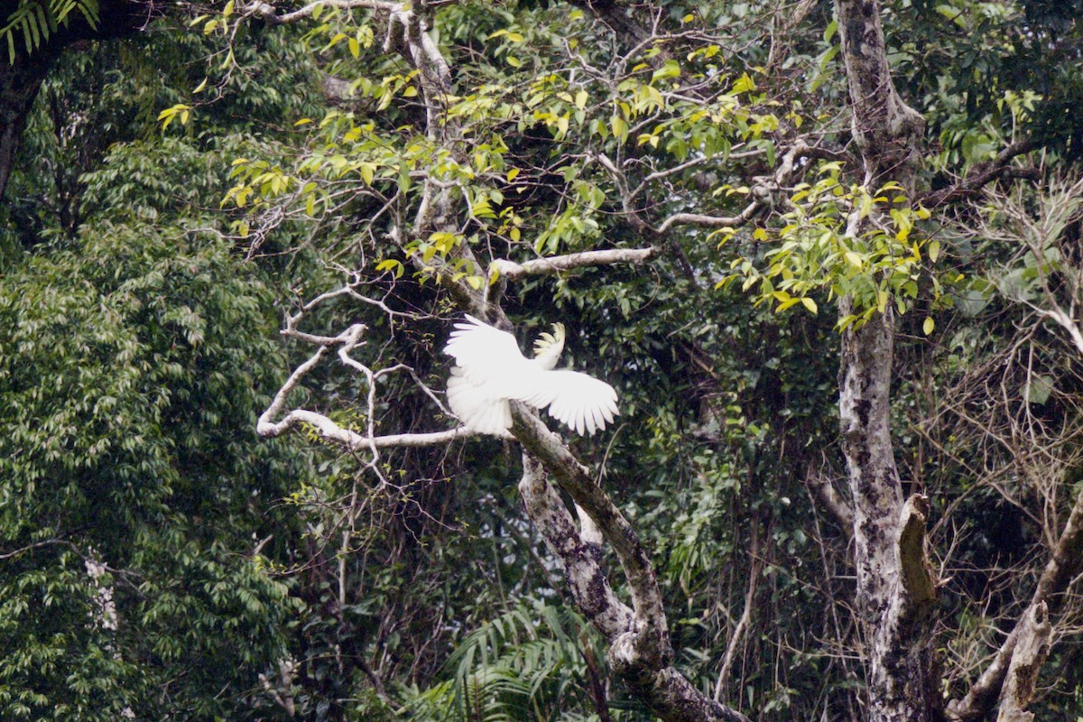 Sulphur-crested Cockatoo - ML642100117
