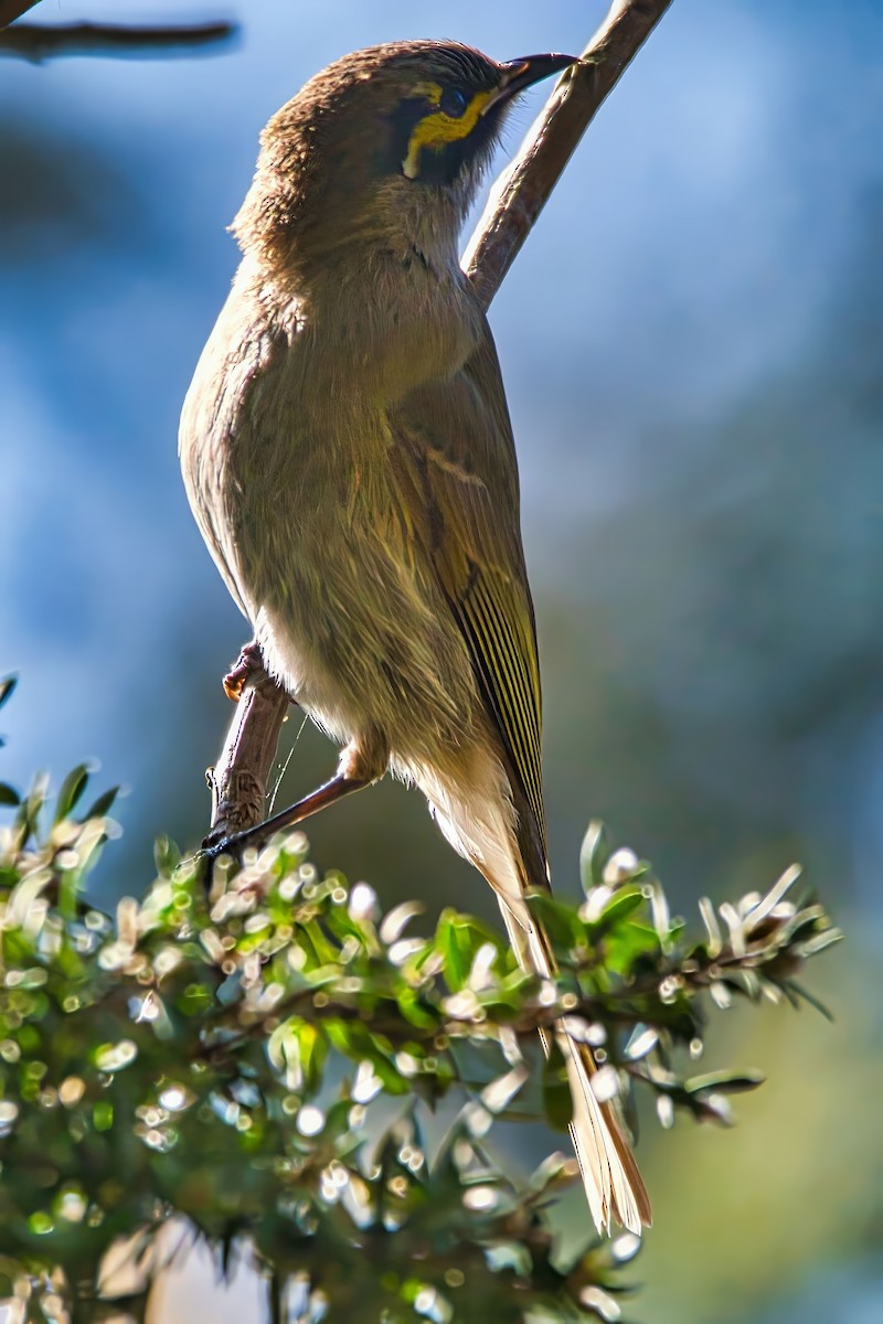 Yellow-faced Honeyeater - ML642100121