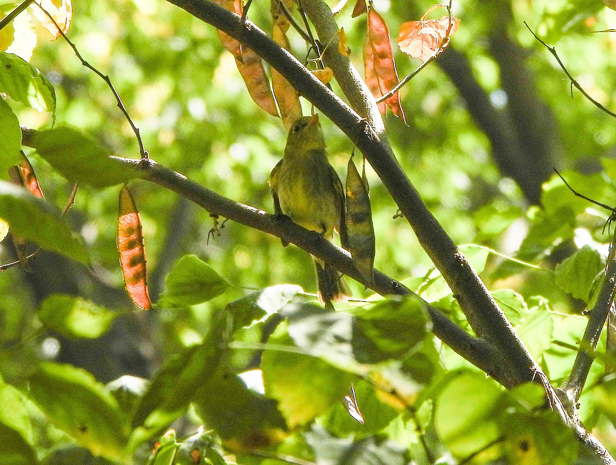 Yellow-bellied Flycatcher - ML642100125